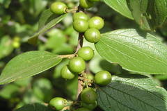 Ziziphus oenoplia